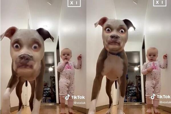 SVI PADAJU OD SMEHA ZBOG NJIHOVE REAKCIJE: Pas video sebe sa filterom pa se prepao, a tek da vidite BEBU! (VIDEO)