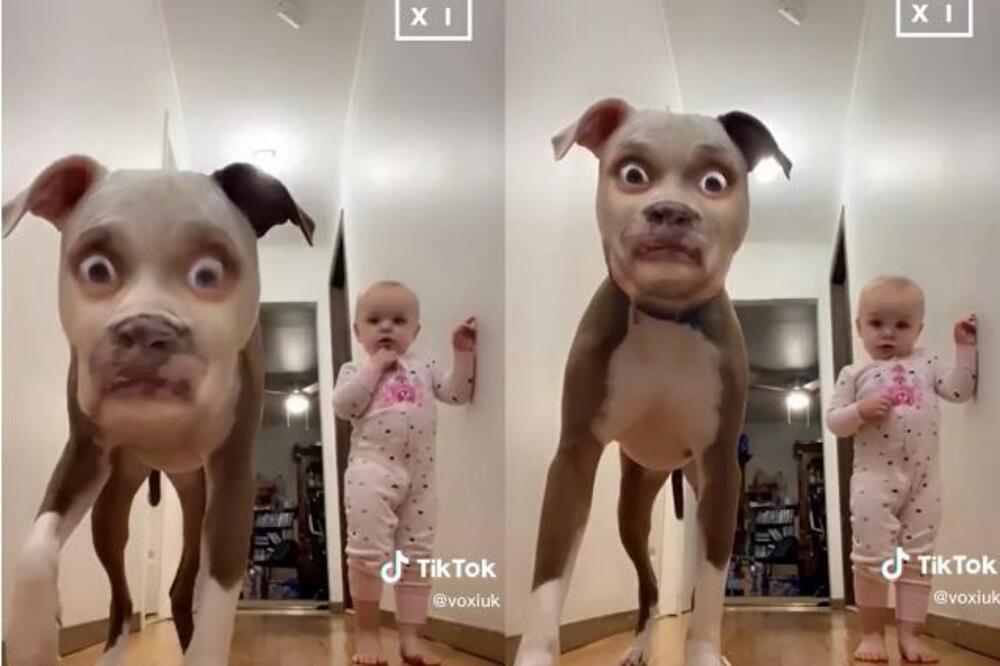 SVI PADAJU OD SMEHA ZBOG NJIHOVE REAKCIJE: Pas video sebe sa filterom pa se prepao, a tek da vidite BEBU! (VIDEO)