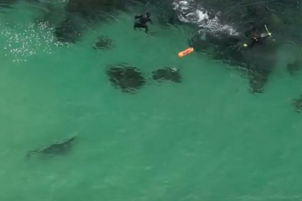 SHVATILI DA SU IM ŽIVOTI U OPASNOSTI TEK KAD IM SE AJKULA OPASNO PRIBLIŽILA: Snimak ledi KRV U ŽILAMA (VIDEO)