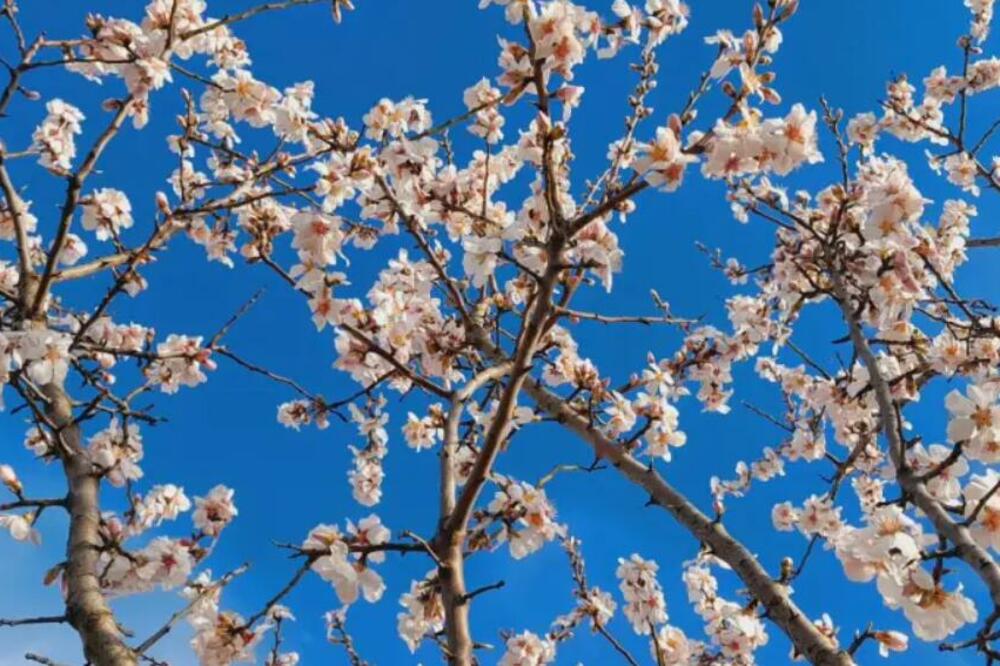 VERU IZ TOPOLE ZBUNIO PRIZOR IZ DVORIŠTA: Plaši je samo jedna stvar! (FOTO)