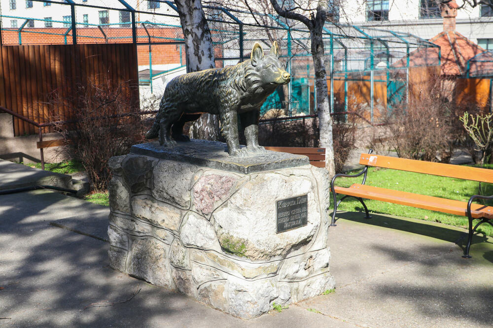 BEO ZOO-VRT IMA NOVOG DŽINOVSKOG STANARA! Ova zanimljiva vrsta ima jezik toliko dug da može njim da se češe (FOTO)