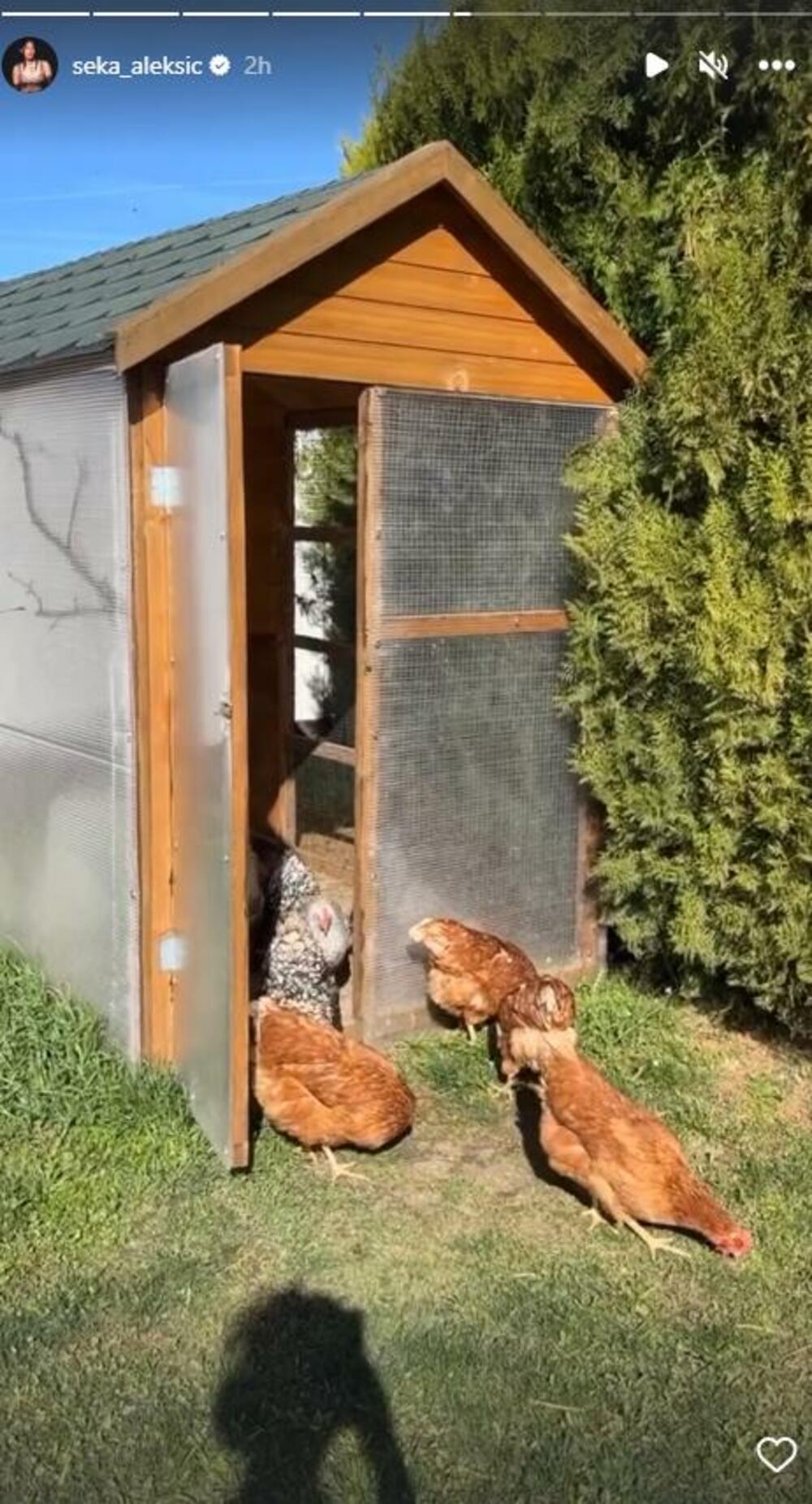 Seka Aleksić se pohvalila kokošinjcem