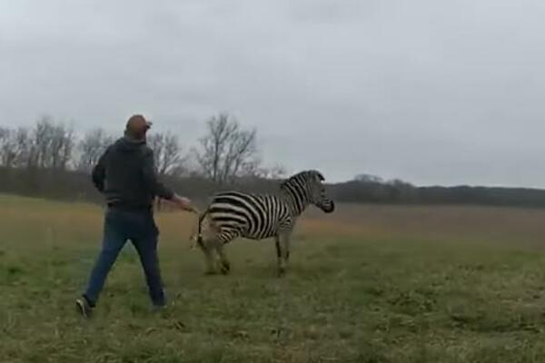 ZEBRA NAPRAVILA HAOS NA ULICI: Ganjala je POLICIJA, potera trajala TRI SATA! (VIDEO)