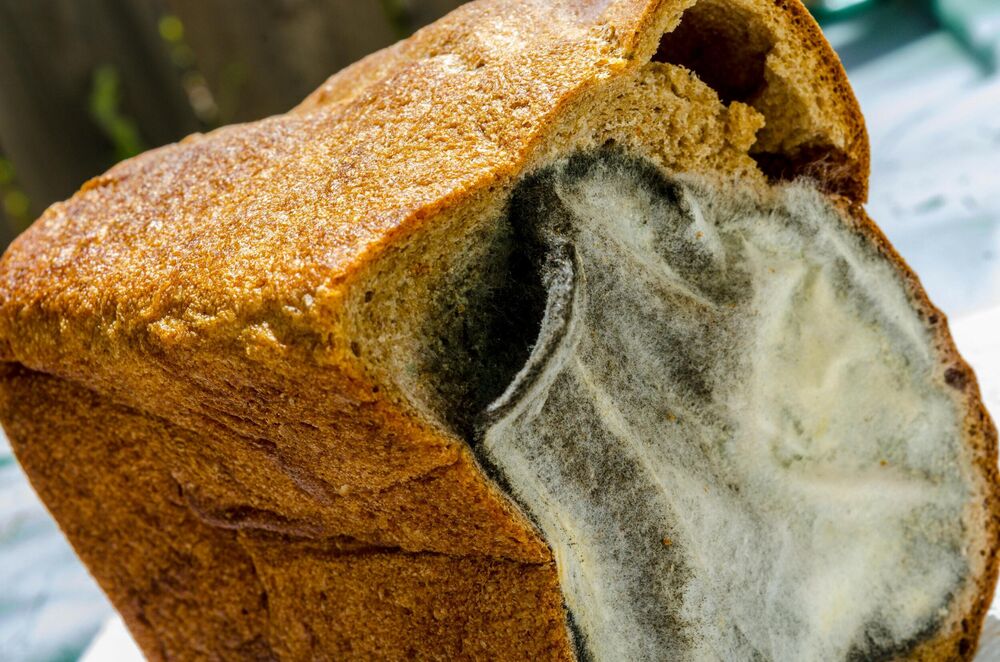 Buđ, Hleb, Buđav hleb