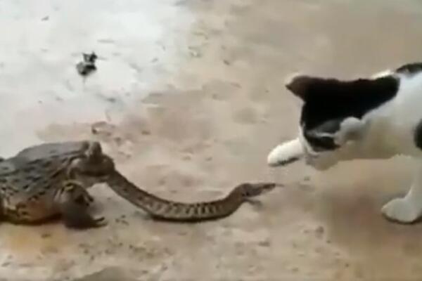 MAČKA SE TUČE SA ZMIJOM KOJU JEDE ŽABA, DOK DETE SVE TO GLEDA! Ne, ovo NIJE ŠALA, ovo se zaista DOGODILO (VIDEO)