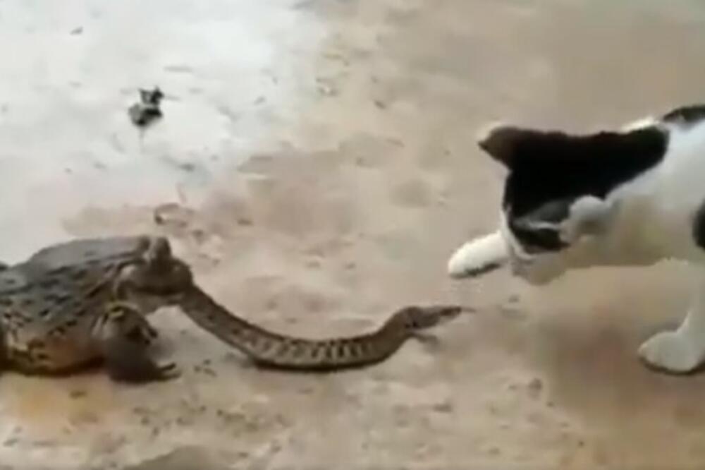 MAČKA SE TUČE SA ZMIJOM KOJU JEDE ŽABA, DOK DETE SVE TO GLEDA! Ne, ovo NIJE ŠALA, ovo se zaista DOGODILO (VIDEO)