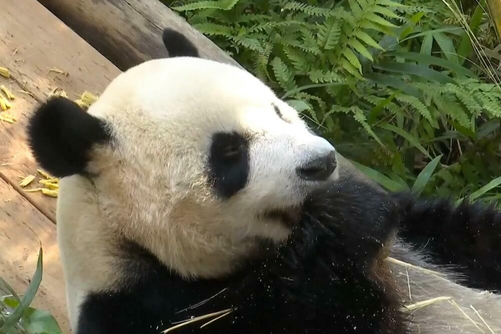 Tropski život braće pandi Gung Gung i Šun Šun! VIDEO
