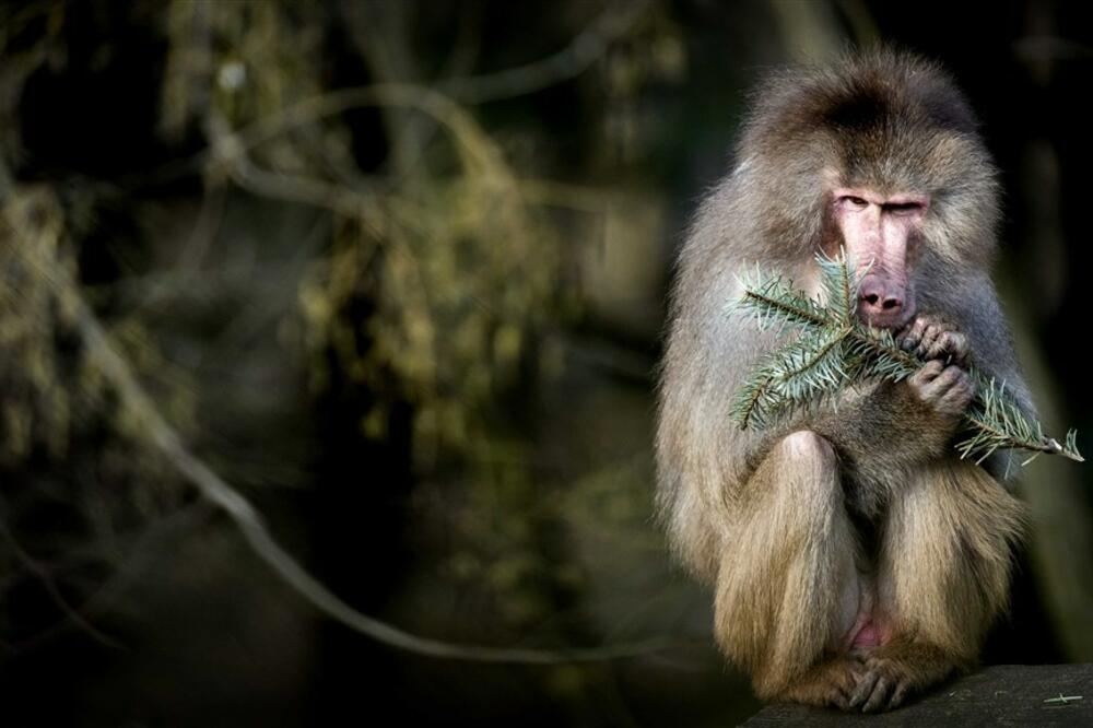 POBESNELI BABUNI KAMENOVALI LJUDE: Zasuli ih "KIŠOM PROJEKTILA", nesrećnim ljudima SLOMLJENE NOGE (FOTO)