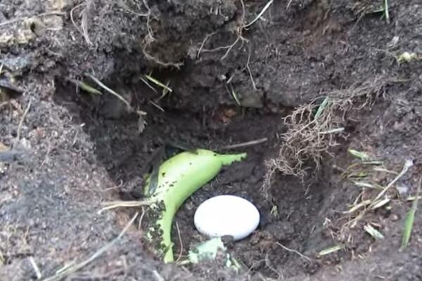 NAPRAVIO JE JEDAN EKSPERIMENT: Stavio je jaje i bananu u ZEMLJU, pa se desilo OVO, GENIJALNA IDEJA (VIDEO)