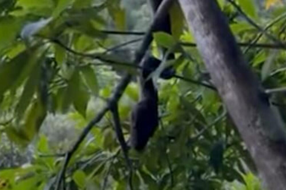 HTEO DA SLIKA PITONA, A ONDA SE PREDATOR OBRUŠIO NA NJEGA: Sledećeg trenutka mu je LILA KRV (VIDEO)