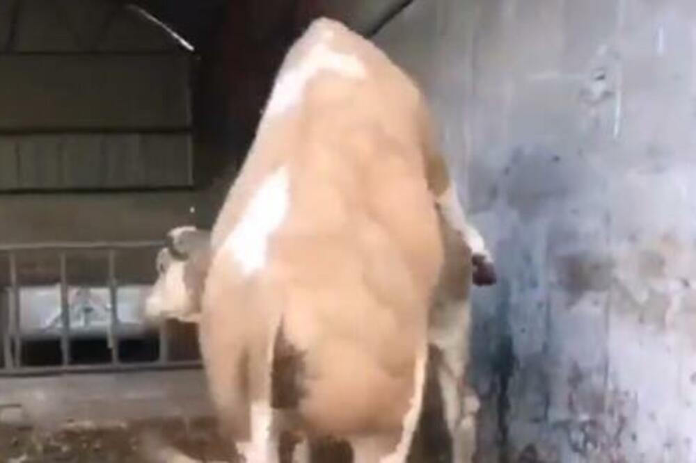 DEBELI BIK NAVALIO NA KRAVU, PA MU SE CEO SVET SMEJAO: Nije ni slutio do čega će doći... (VIDEO)