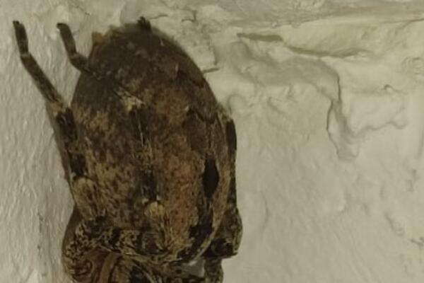 "MOMENTALNO BIH SE ISELILA, PA NEKA MU STAN": Hrvatica ugledala ZASTRAŠUJUĆE BIĆE, usijale se MREŽE (FOTO)