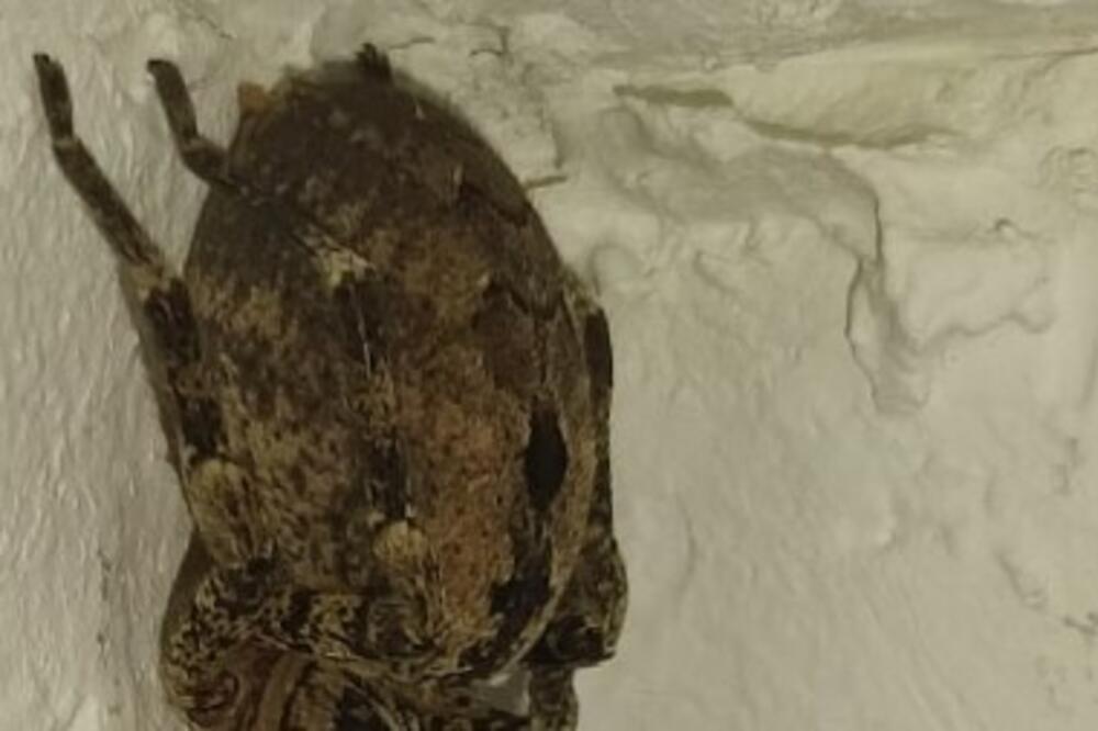 Vezao za telo 320 paukova, 110 stonoga i 9 metak-mrava: Momentalno je uhapšen!