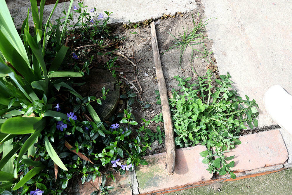 Drvo koje je nosio Mane K.