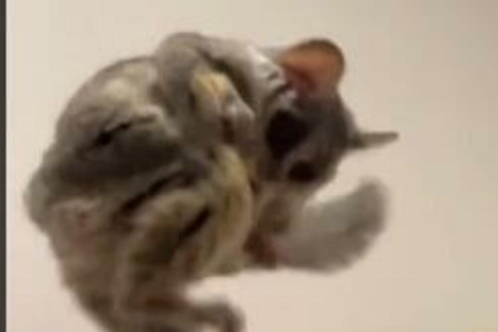 OVO JE NAJČUDNIJI LJUBIMAC NA SVETU, A NIJE PAS NITI MAČKA: Ljudi masovno dele njegove SNIMKE (VIDEO)