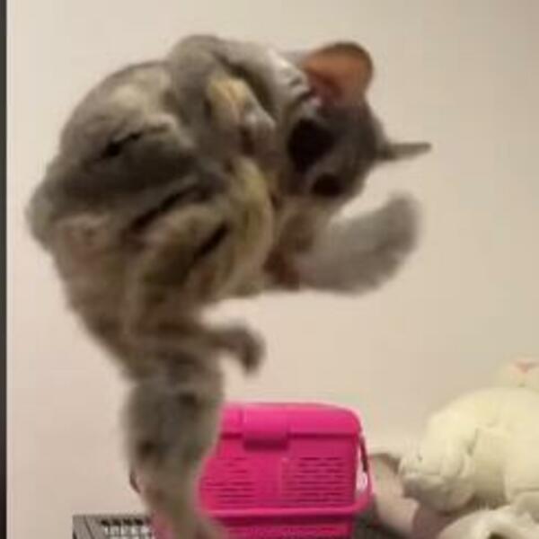 OVO JE NAJČUDNIJI LJUBIMAC NA SVETU, A NIJE PAS NITI MAČKA: Ljudi masovno dele njegove SNIMKE (VIDEO)