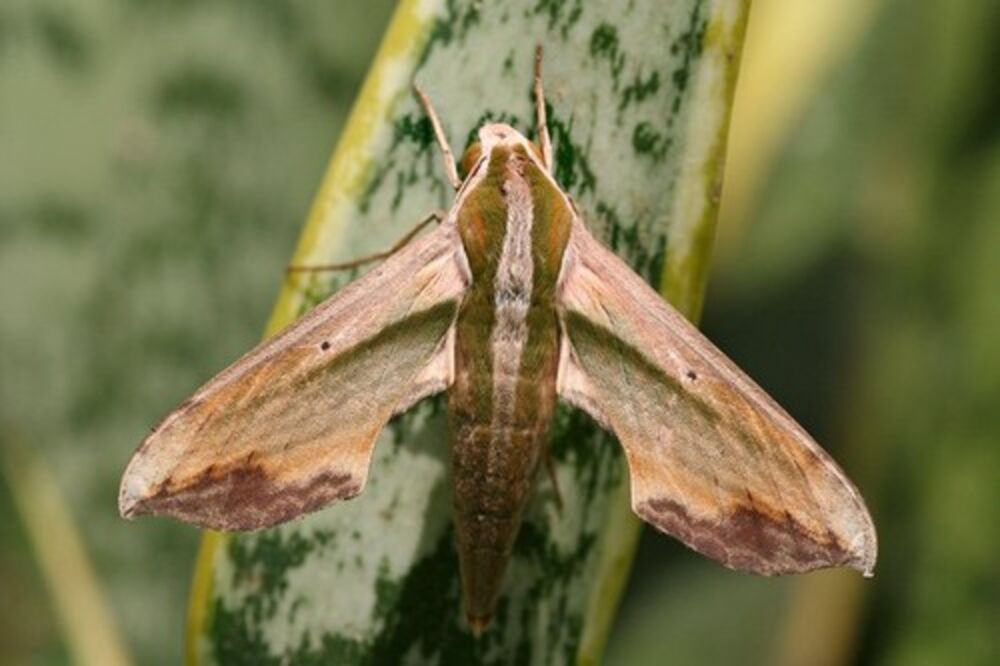 Cake za teranje moljaca