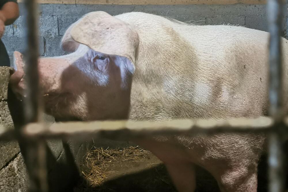 NEVEROVATNA SUDBINA PRASENCETA SREĆKA: Ima preko 500 kilograma i 2.500 potomaka, a TO NIJE SVE (FOTO)