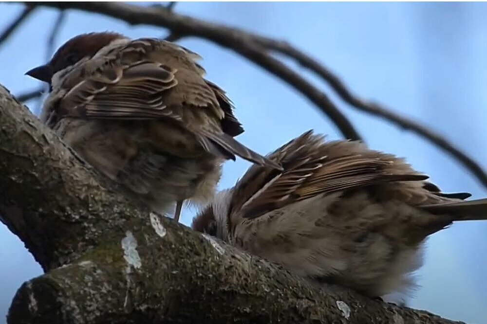 VRABAC SE PRVO NAMAMI, A ONDA... U jednom delu Srbije i danas se poštuje ovaj DREVNI OBIČAJ za Božić i zvuči SULUDO