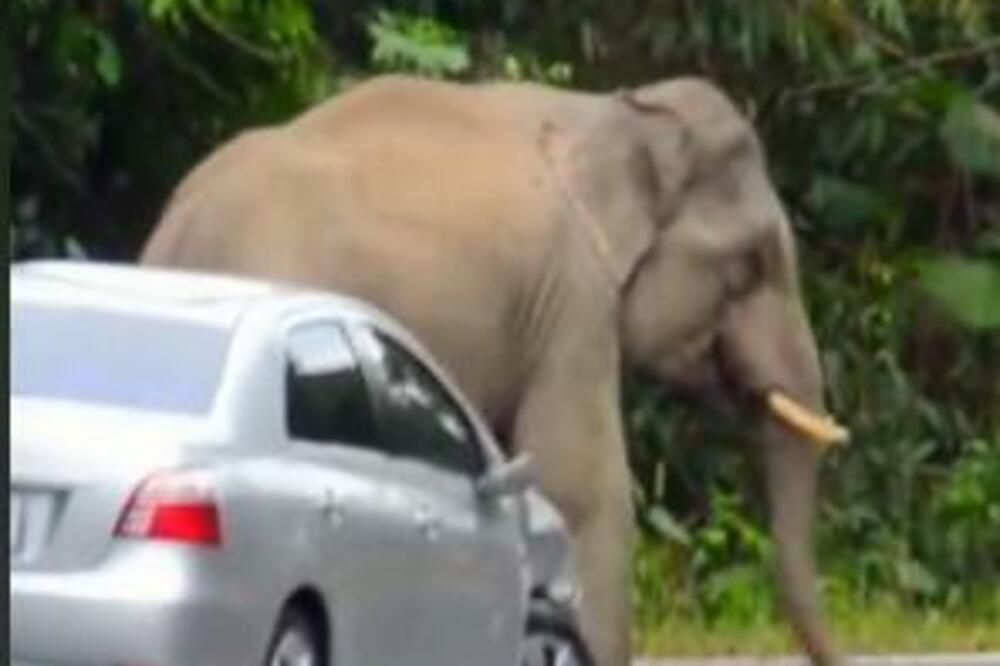 SLON OČEŠAO TUR O KOLA NASRED ULICE! Ovaj snimak će vas NASMEJATI I PRESTRAVITI DO SUZA (VIDEO)