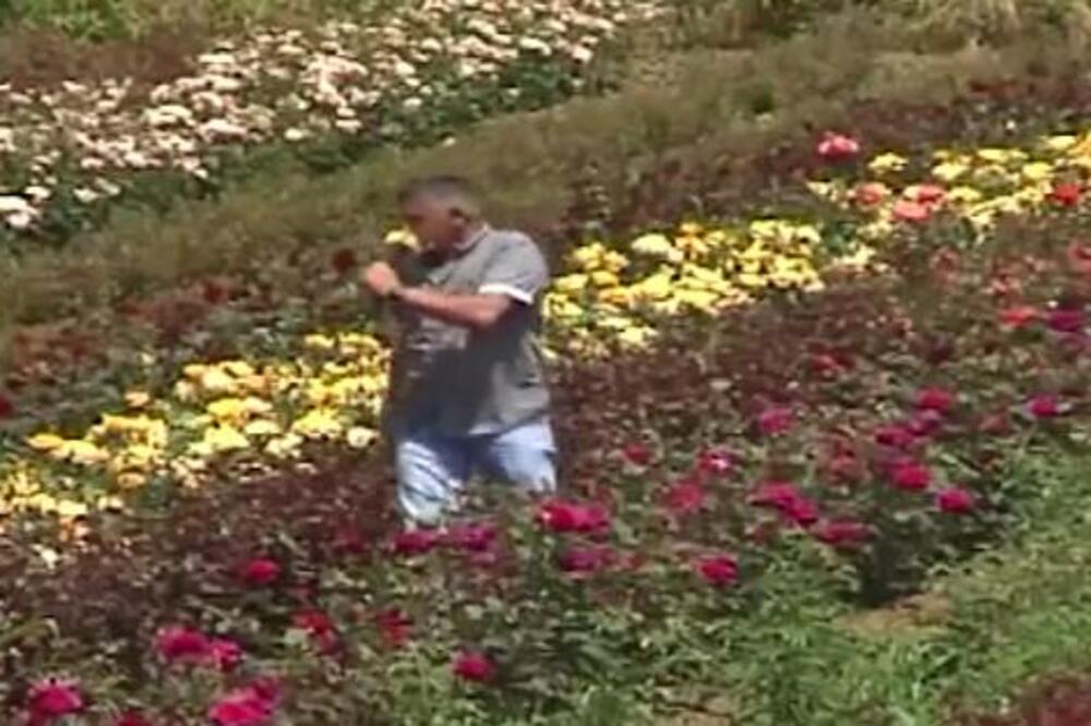 RUŽE SA MIRISOM LIMUNA IZ SRPSKOG SELA STIGLE DO HOLANDIJE: Stošići napravili OZBILJAN PORODIČNI BIZNIS! (FOTO)