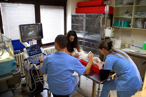 Mario Tikvicki - VETERINA JE MOJ POZIV!