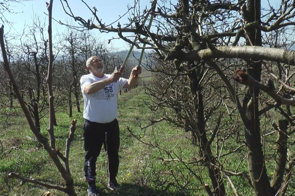 OVO JE TAJNA VOĆKE OD KOJE SE PRAVI NAJBOLJA SRPSKA RAKIJA NA SVETU: Borko otkrio način PROIZVODNJE! (FOTO)