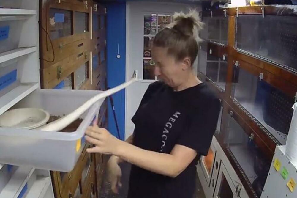 AKO SE PLAŠITE ZMIJA, NI SLUČAJNO NE ULAZITE: Žena krenula da je NAHRANI, a sekund POSLE TOGA... (VIDEO)