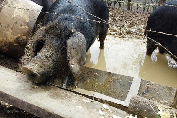 AFRIČKA KUGA HARA I SRBIJOM, A VAKCINA NE POSTOJI: Ova POŠAST može znatno uticati na svetsku EKONOMIJU!