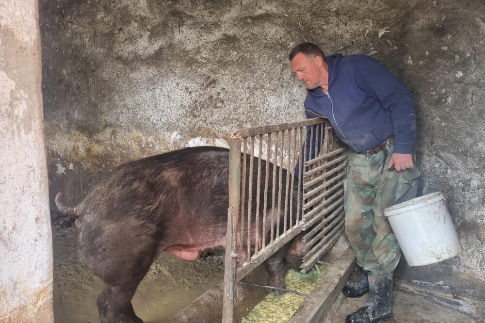SVINJE GIMNASTIČARKE IZ SELA SREZOJEVCI: Vukovići prate TREND da bi im MESO bilo kvalitetnije, imaju teretanu! FOTO