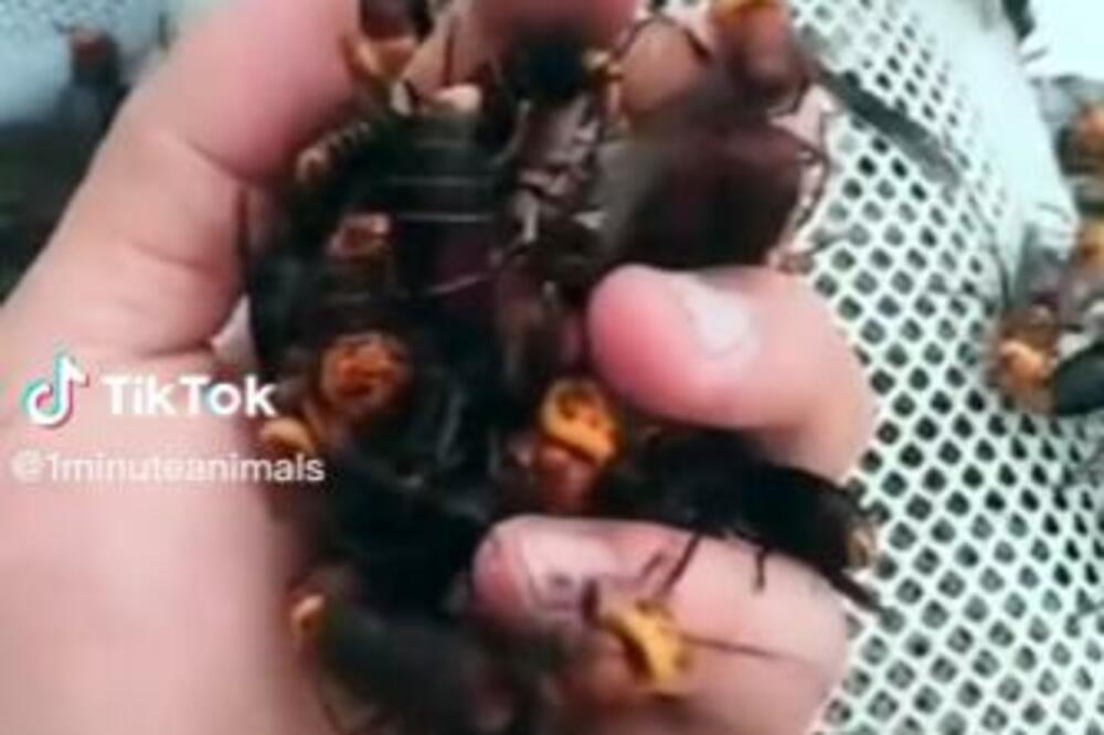 STAVIO JE GOMILU STRŠLJENOVA NA DLAN: Ovaj snimak tera JEZU U KOSTI, EVO ŠTA JE USLEDILO (VIDEO)