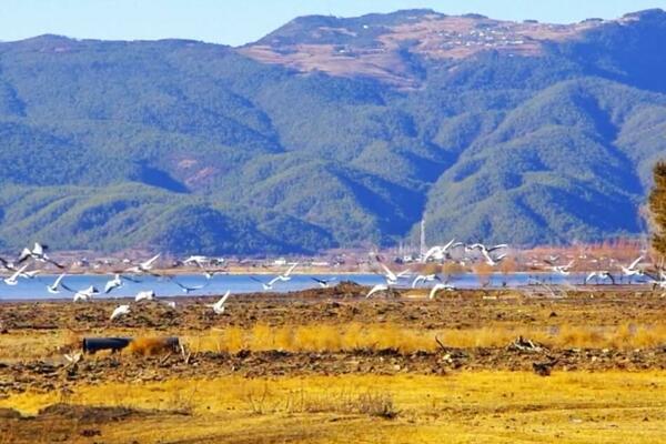 PTICE SE VRAĆAJU NA SEVER KINE (VIDEO)