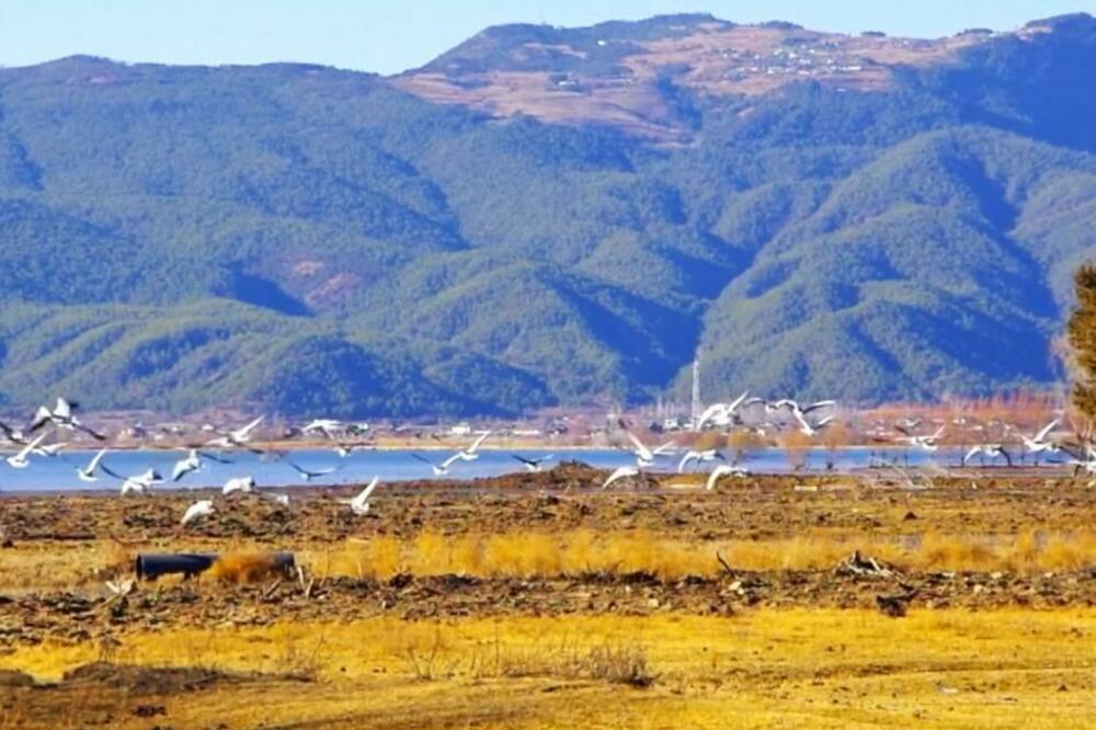 PTICE SE VRAĆAJU NA SEVER KINE (VIDEO)