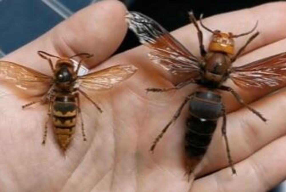 Anafilaksa je ozbiljno stanje koje može biti opasno po život i zahteva hitnu medicinsku pomoć