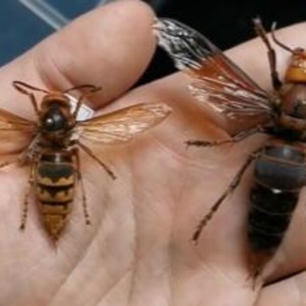 Ako vas ubode stršljen, odmah uradite ovo i možete sebi spasiti život: Mnogo ljudi ne zna za ovu stvar