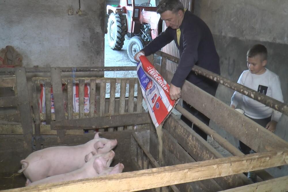 MILADIN DOČEKAO SVOJIH 5 MINUTA: Prasiće kupuju kao ludi, NIKO NE PITA za CENU, samo da ima! (FOTO)