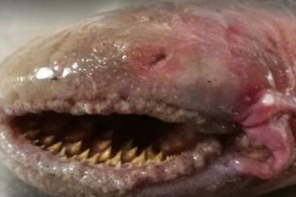 ČOVEK NA PLAŽI PRONAŠAO MRTVU RIBU: Ovako nešto do sada NISTE VIDELI, šta je OVO BRE? (FOTO)