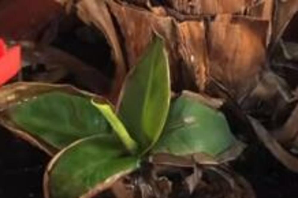 PENZIONER SADIO CVEĆE U BAŠTI, A ONDA JE U NEŠTO LUPUO: Kada je video šta je VRISNUO OD ŠOKA, nije mogao da VERUJE