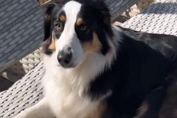 PSI OVO RADE KADA OSETE LOŠEG ČOVEKA: Zapamtite njihovu PRVU REAKCIJU, pokušaće da vas UPOZORE