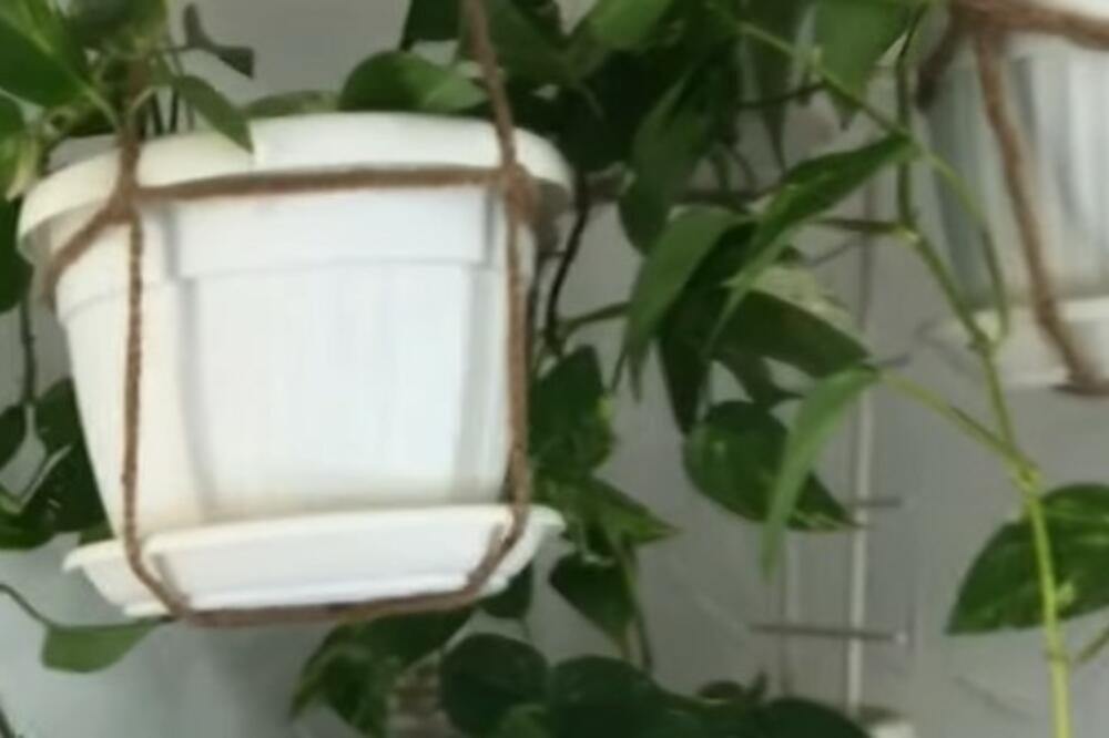 ZDRAVA I KORISNA, A RASTE ZA TILI ČAS: Možete je gajiti u VAŠEM STANU, treba vam samo SAKSIJA