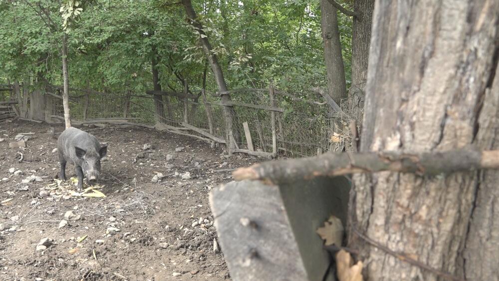 Pripitomljeni divlji vepar