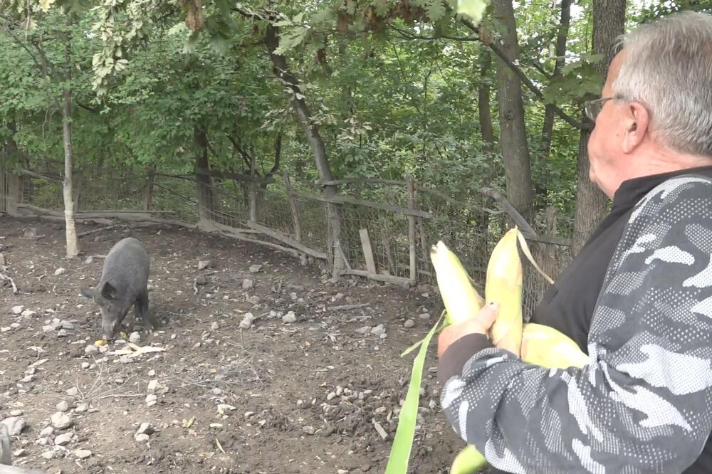 TOMO PRIPITOMIO GRDOSIJU OD 200 KILA: Mićko je prava seoska atrakcija, ostalo je još samo da NAĐE DEVOJKU (FOTO)