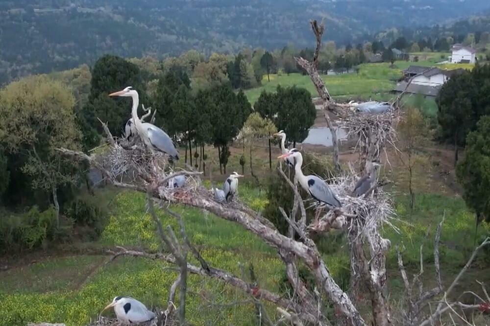 Sive čaplje vratile se u Sičuan (VIDEO)