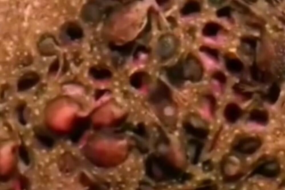 ZGADIĆE VAM SE ŽIVOT KADA VIDITE OVO BIĆE: A tek šta IZLAZI iz njenih LEĐA, nije za ljude sa JEDNOM FOBIJOM (VIDEO)