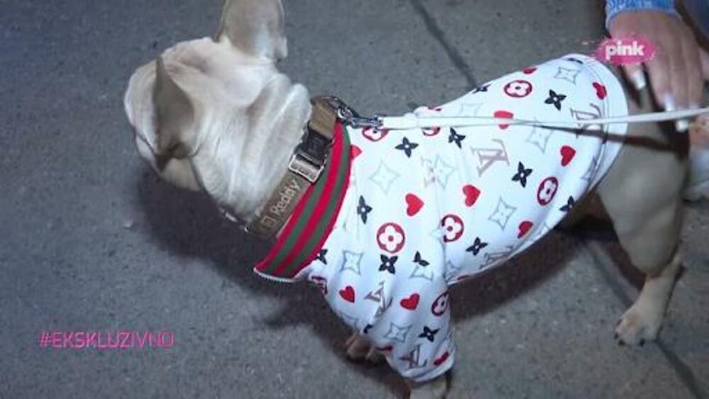 Pas Stanije Dobrojević