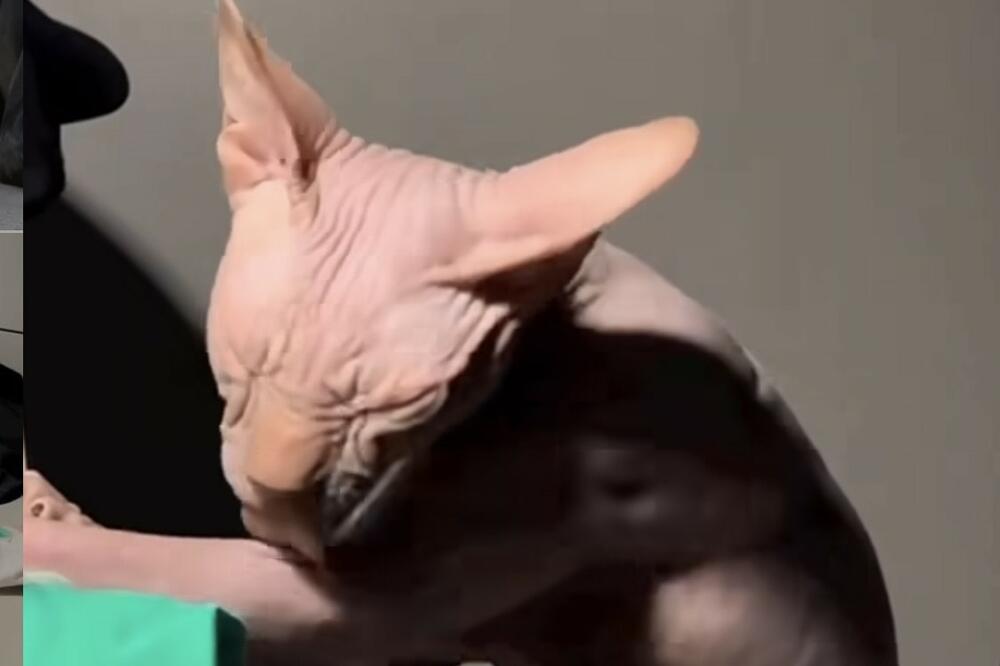 MAČKA JE OVO RADILA SEBI I ZGROZILA POLA SVETA: Naježićete se kada vidite OVAJ čudan PRIZOR (VIDEO)