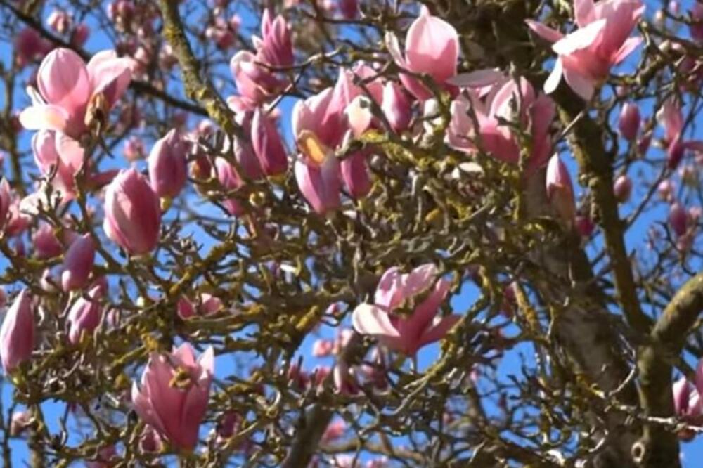OMILJENU BILJKU KOJA KRASI SVAKO SRPSKO DVORIŠTE MORATE POSADITI TAČNO NA OVOM MESTU: Samo tako će BUJATI CELO LETO