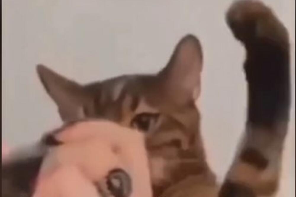 MAČKE SU PRAVE KRALJICE INTERNETA: Kada je videla šta vlasnica radi krenula da je BIJE KAO SVETI ILIJA! (VIDEO)