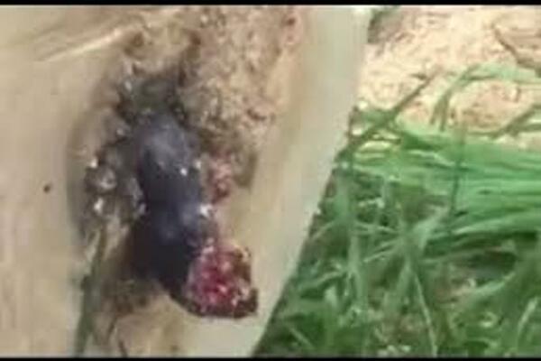 PRESEKAO JE DRVO U DVORIŠTU, A IZ NJEGA JE IZAŠLO NEŠTO JEZIVO: Samo je viknuo "O, MOJ BOŽE", šta JE OVO? (VIDEO)