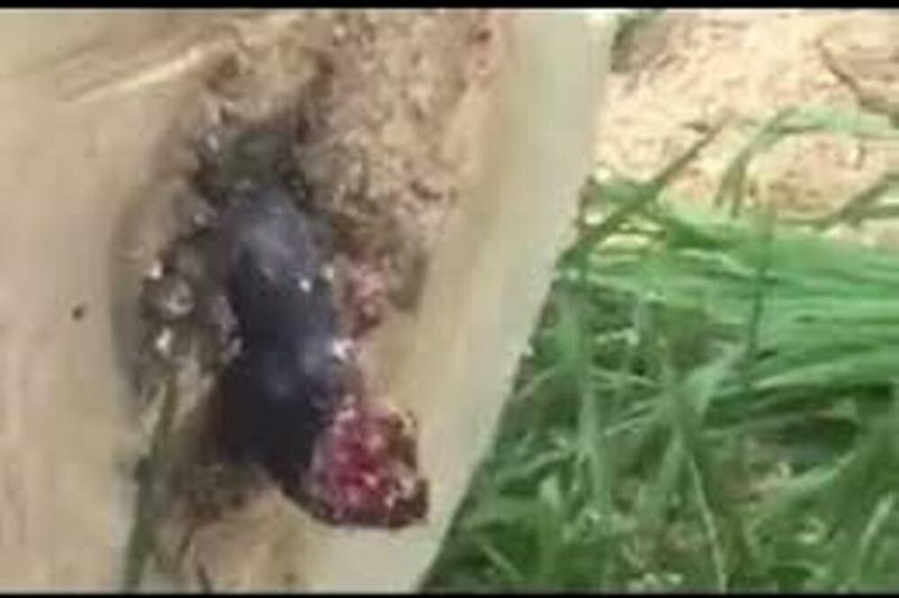 PRESEKAO JE DRVO U DVORIŠTU, A IZ NJEGA JE IZAŠLO NEŠTO JEZIVO: Samo je viknuo "O, MOJ BOŽE", šta JE OVO? (VIDEO)